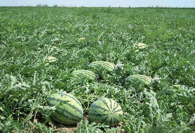 增加西瓜甜度的方法,西瓜怎么提高甜度和产量