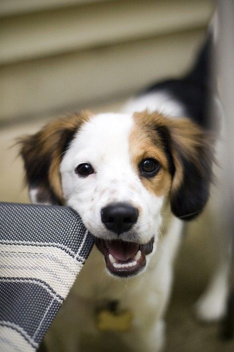 狗拆家怎么办教你一招,怎么训练狗狗不拆家乱咬东西