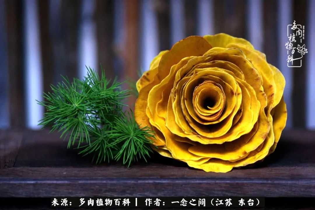 一见多肉误终生,一见多肉误终生从此钱包成路人