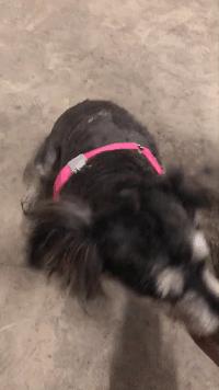 女孩在路边捡到一条流浪狗,男子捡到一条流浪狗