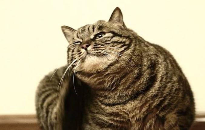 猫咪体外驱虫一般驱什么虫,猫咪体外驱虫什么药驱得全面