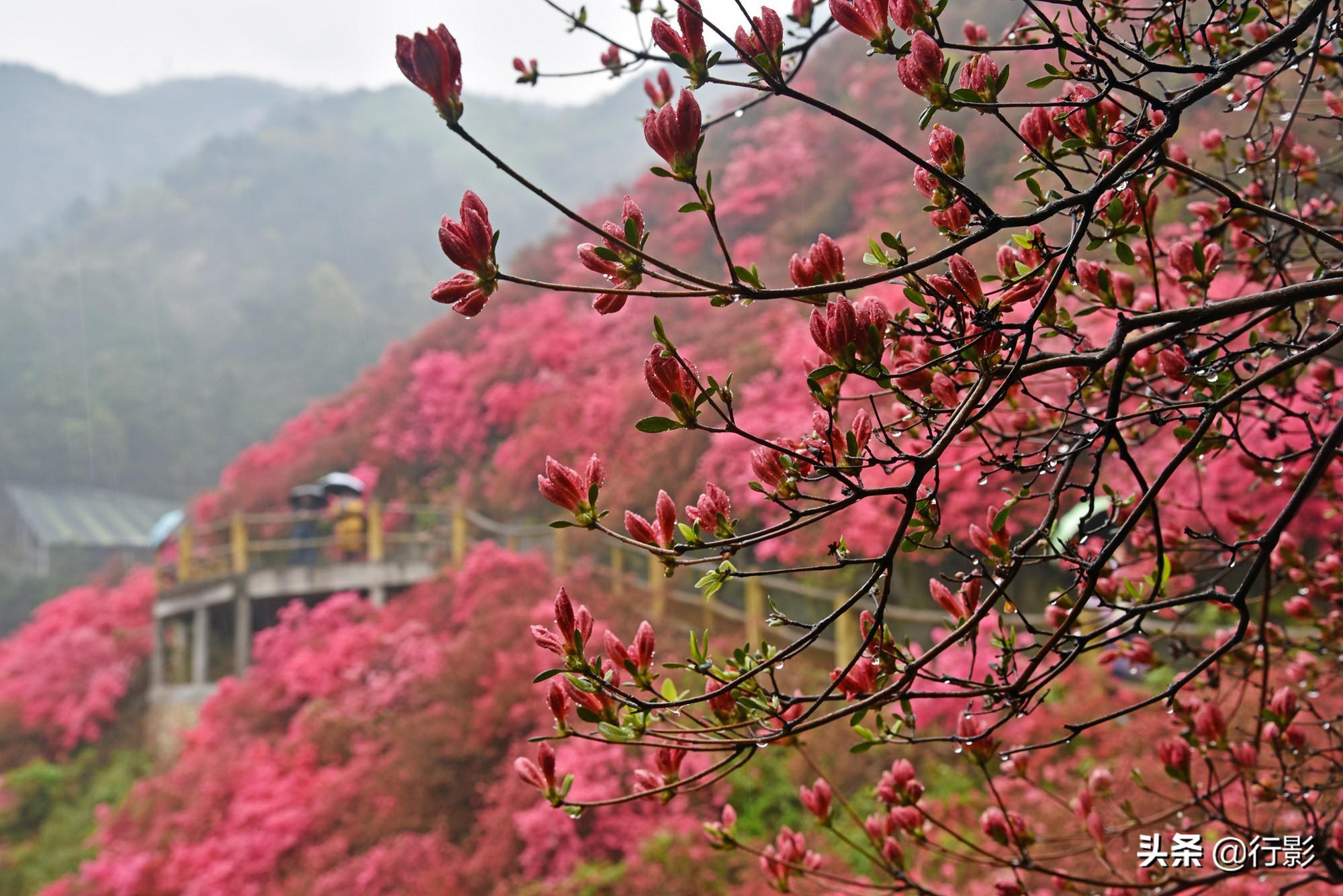 武汉青山网红打卡景点,云雾山武汉