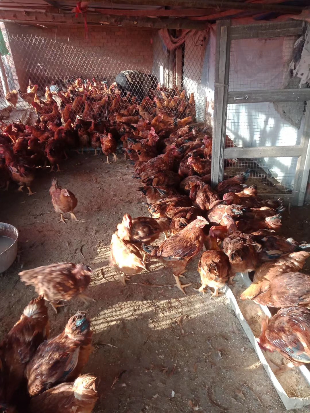 养鸡大小不均匀的解决方法,养鸡后期吃料少怎么办