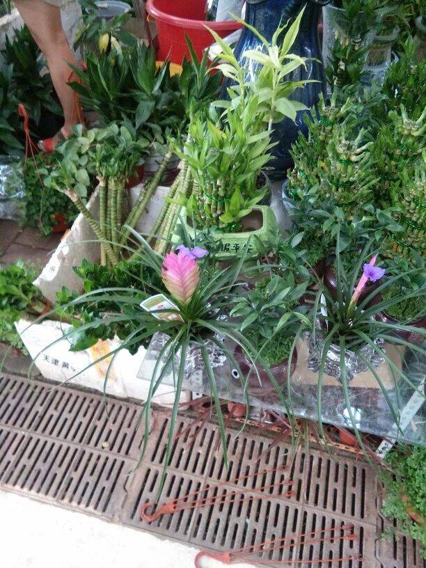 铁兰花开过花后能第二次开花吗,铁兰花花苞黄了怎么办