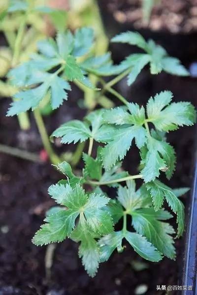 阳台种菜初学者种什么菜,阳台种菜最易种的菜有哪些