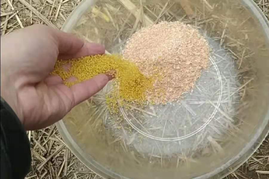 野钓酒米到底怎么用,二十年钓鱼老师傅总结的钓鱼口诀