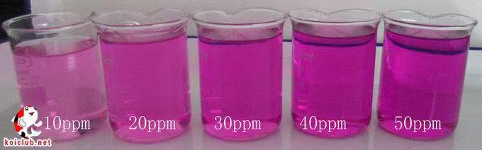 养鱼张哥最新视频,鱼缸怎么养锦鲤鱼最好