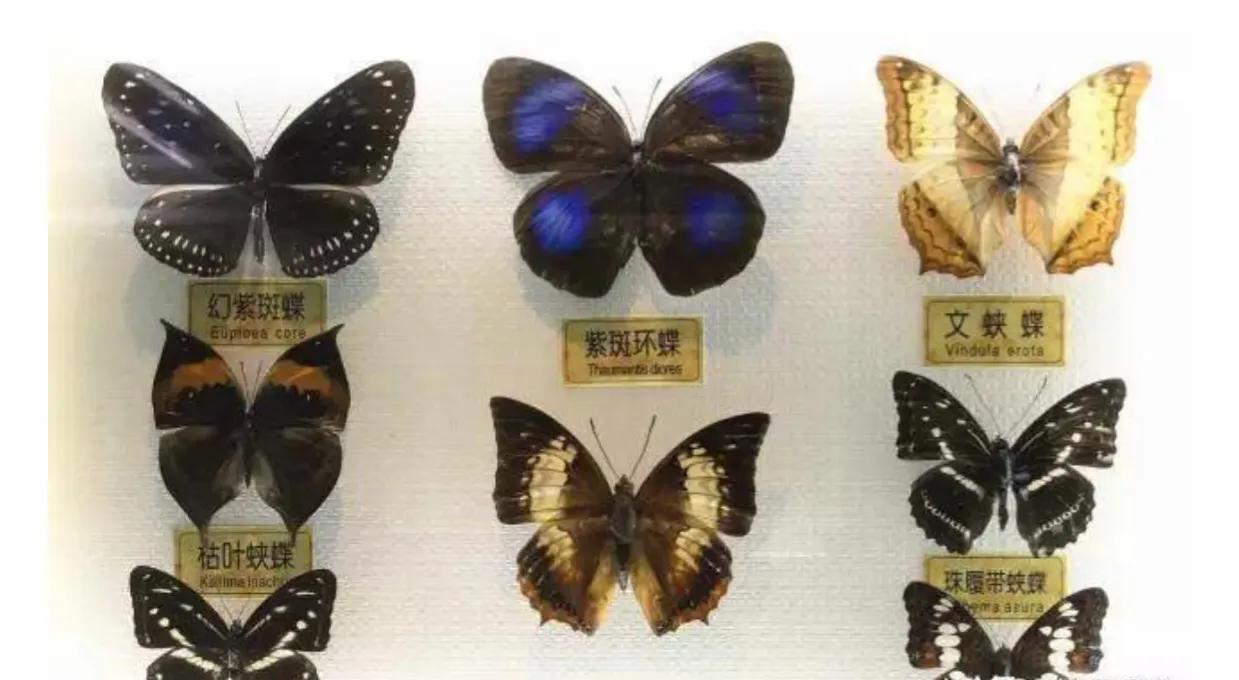 暑假去深圳哪个景点更好玩,暑假带孩子深圳必去的地方