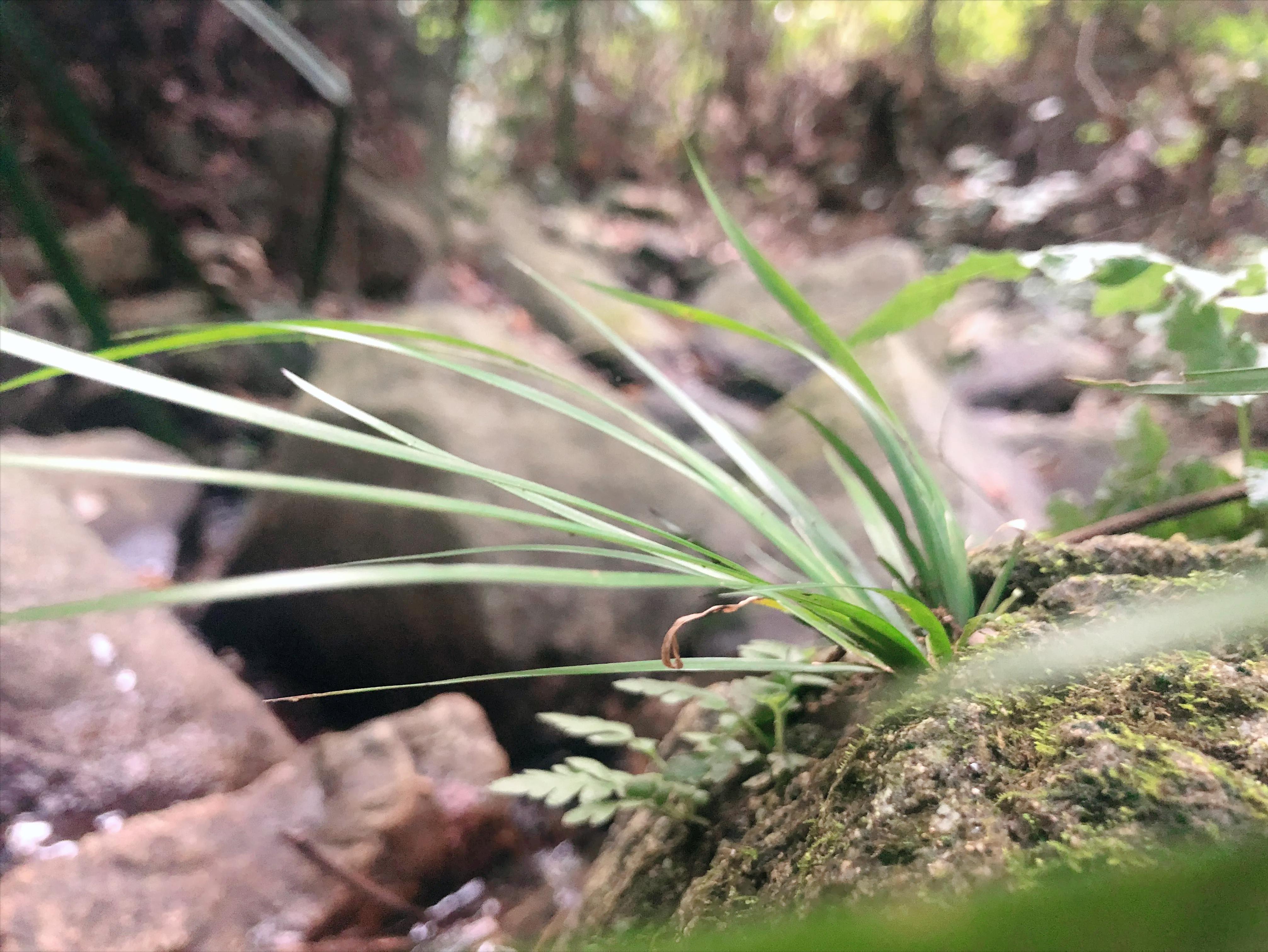 娣卞北鑰佹灄閲庤彍妞嶇墿,鍘诲璁垮北闂寸殑閲庣敓鏈崏妞嶇墿