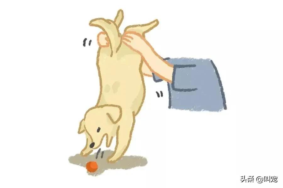 狗狗经常要吃异物达到呕吐怎么办,狗狗误吞异物怎么催吐