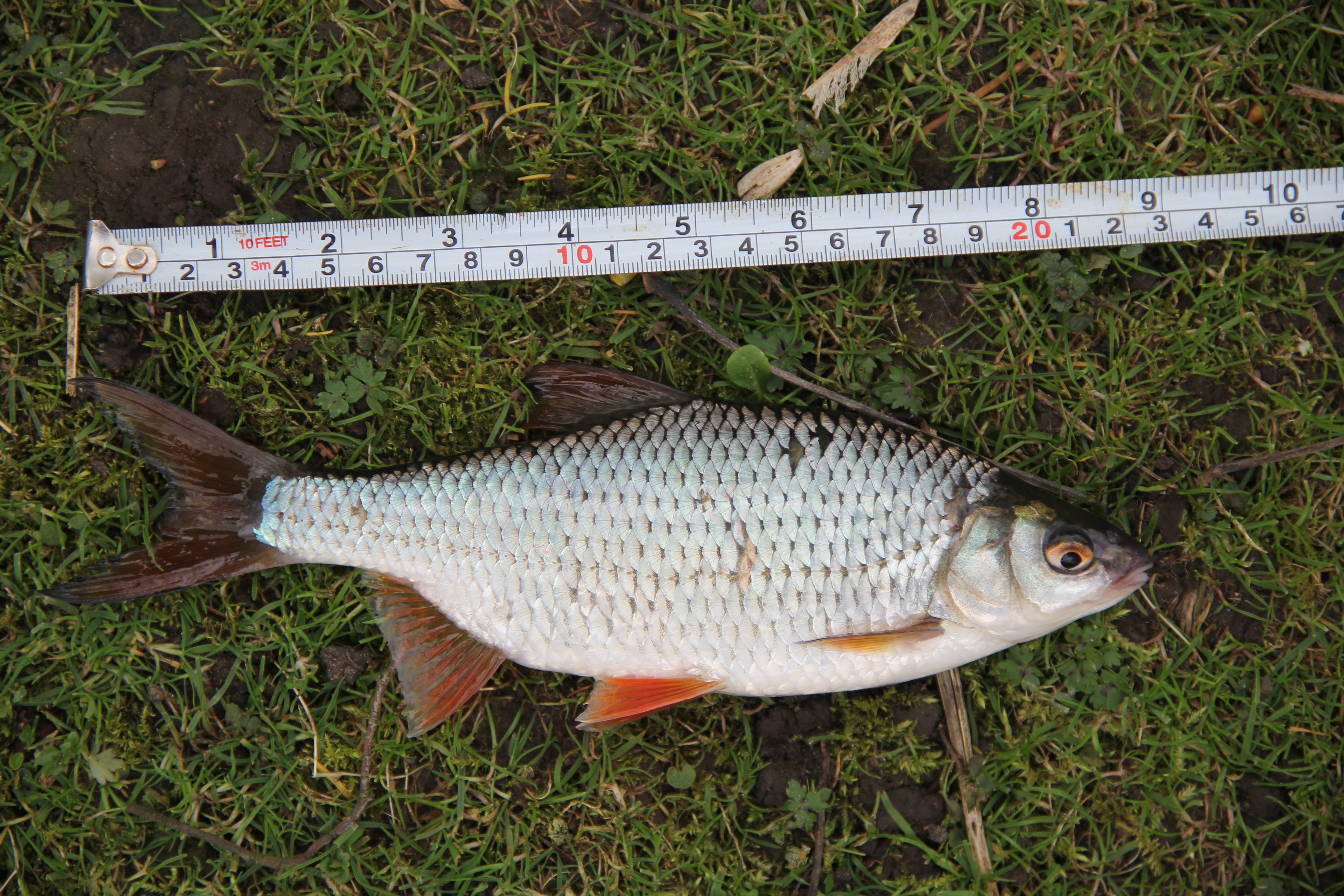 欧洲钓欧鳊,欧鳊的钓法