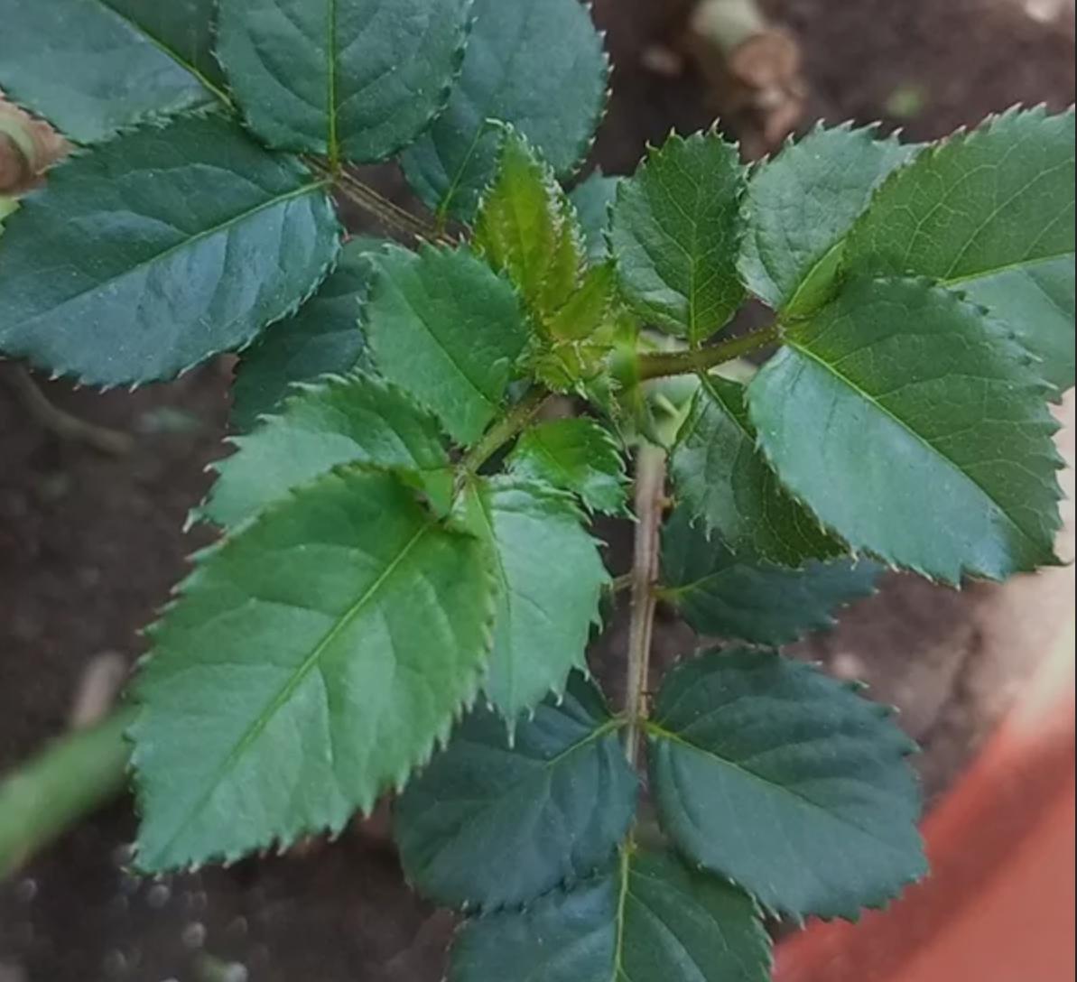 月季玫瑰蔷薇芍药牡丹的区别,玫瑰是月季和蔷薇的杂交