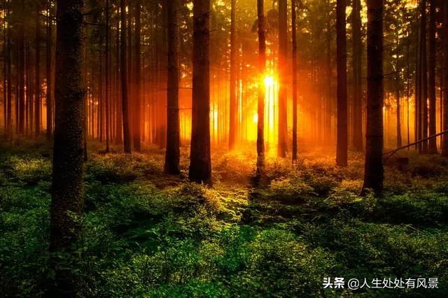 我吃着汉堡，妈妈注视着我（中低年级）「杨柳风学堂习作选登」