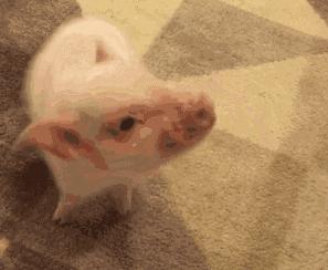 人类森林露营,人类高质量游览