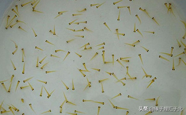 锦鲤水花养多久成幼苗,锦鲤水花长大了怎么放