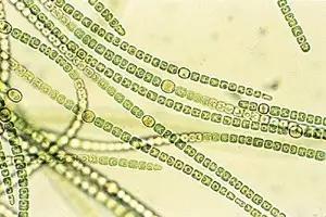 水产养殖业藻类的生命周期,水产养殖常见藻类植物