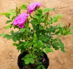 春天来了,喜欢种花的你,买到真的的玫瑰花苗了吗?