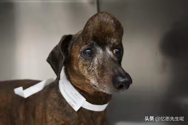 狗子头顶长碗大的包,担心肿瘤癌变去医院,兽医一句话让众人喷饭