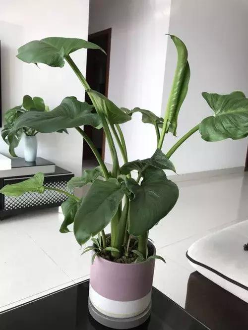 白掌和马蹄莲是一种花吗图片,白掌跟马蹄莲叶茎的区别