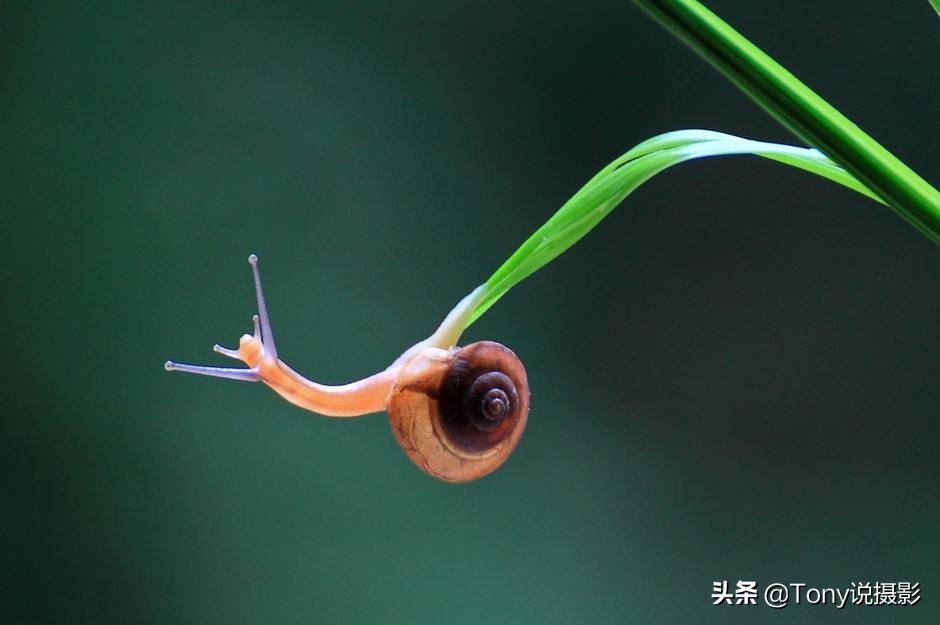 微距拍摄照片技巧有哪些,拍摄微距镜头如何构图