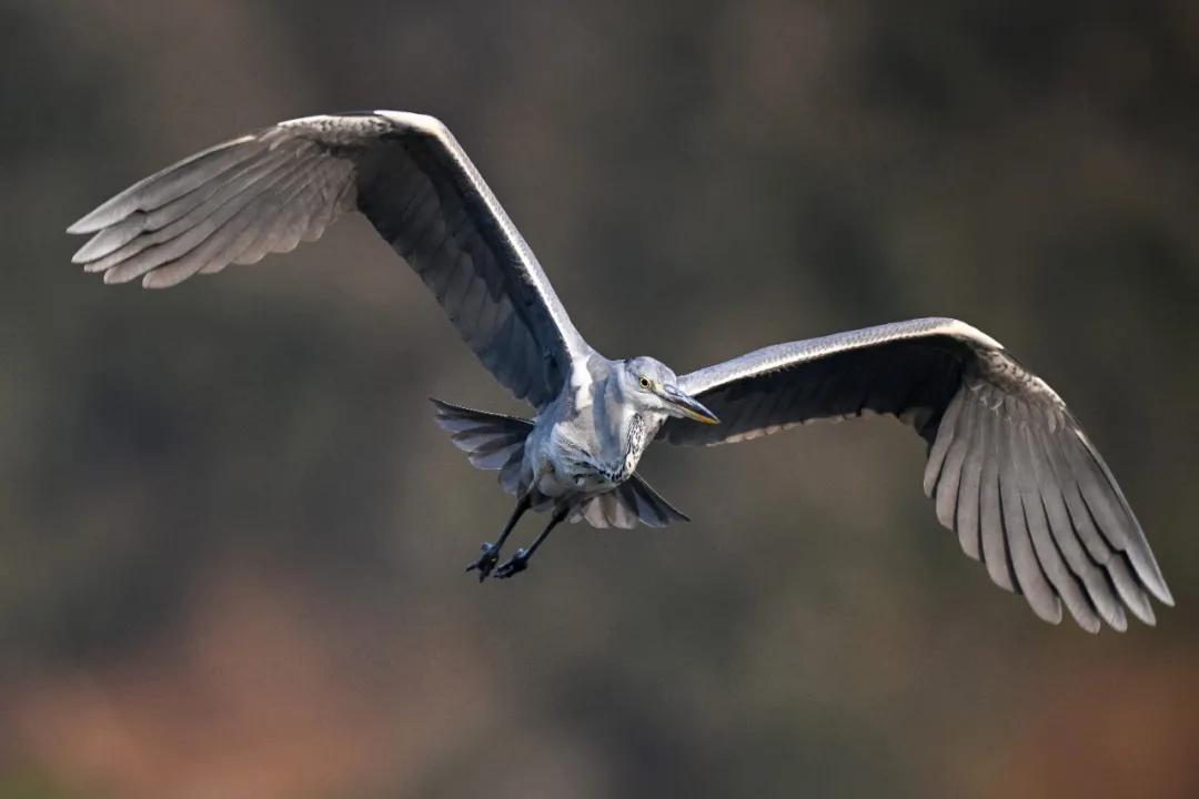 无机械快门的相机,尼康z卡口全画幅相机镜头推荐