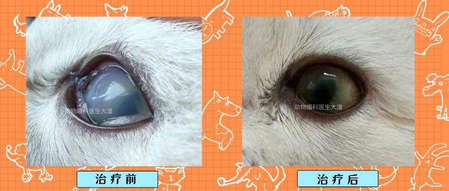 猫眼睛发红发紫是怎么回事,猫眼睛发白有眼屎怎么回事