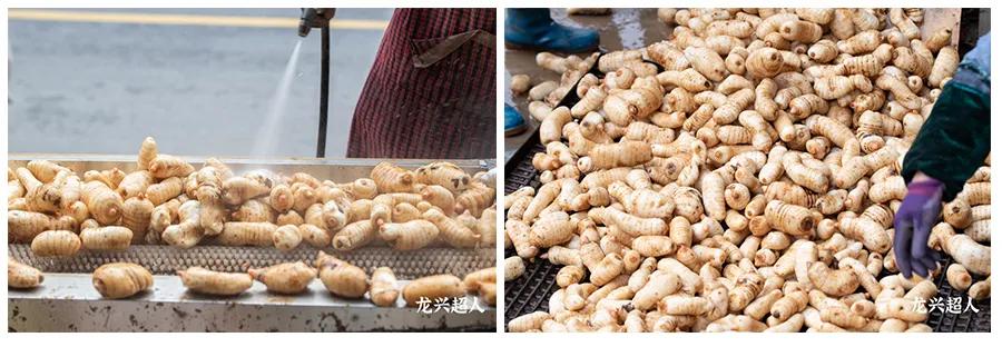 达州道地药材天麻,正宗中药材天麻