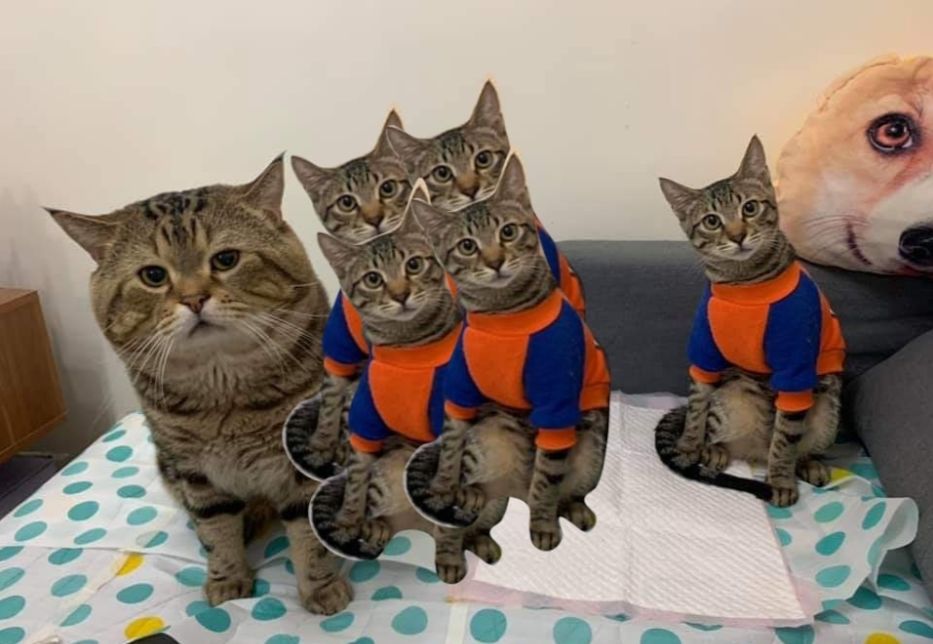 猫真的会把你当妈妈,猫把你当成妈妈是啥样子的