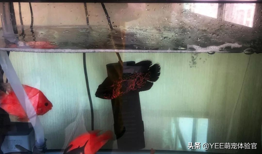 新手入门养鱼技巧,新手鱼缸养鱼知识与技巧