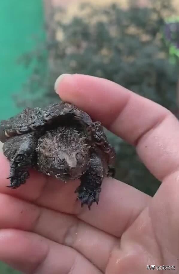 鳄龟一逗它就撅屁股,鳄龟被逗了为什么会翘屁股