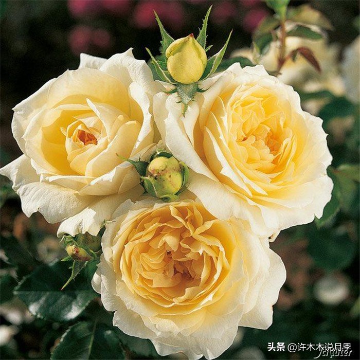 网购月季应该怎么种植？月季移栽后出现黄叶、枯萎是什么原因呢？