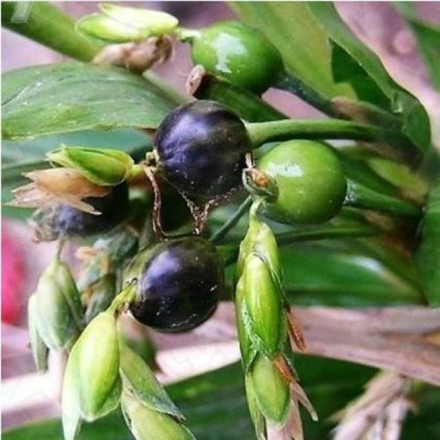 红叶枫树的种子图片,哪种枫树种子最好看