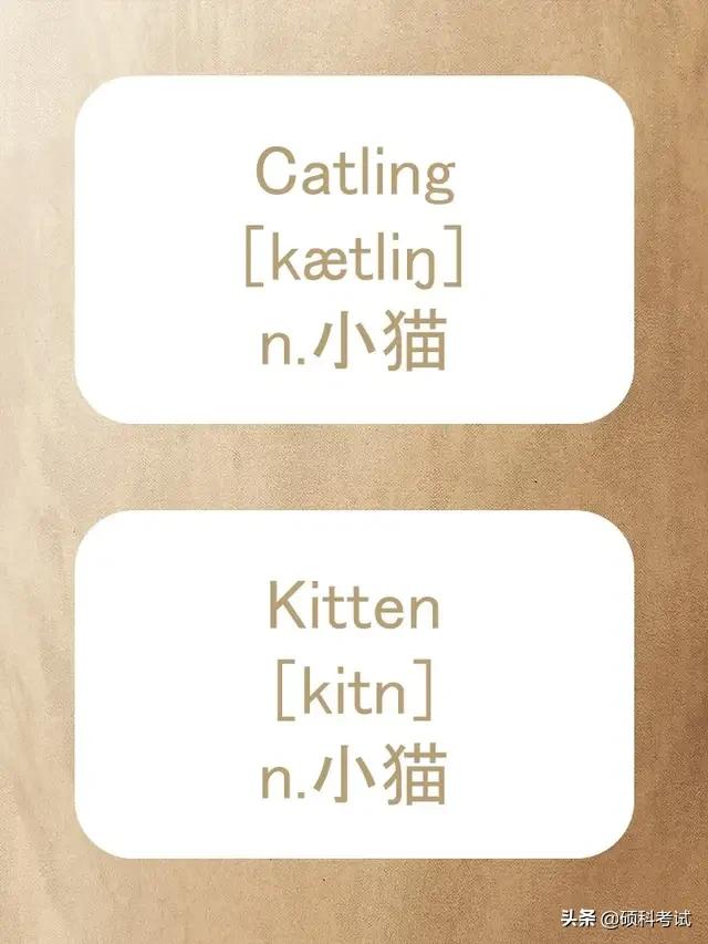 动物的英文拼写及音标,关于动物的单词及音标