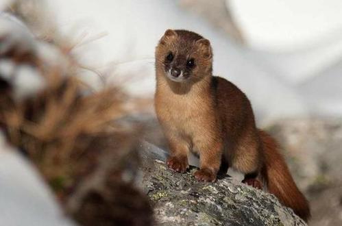 黄皮子附体的样子,黄皮子附体知乎后续