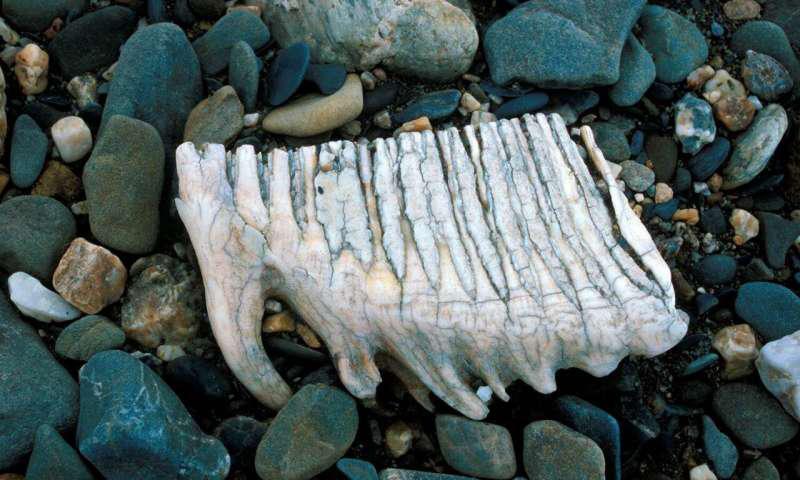 最后一只猛犸象在多少年前灭绝,猛犸象的最后一批是怎么死的