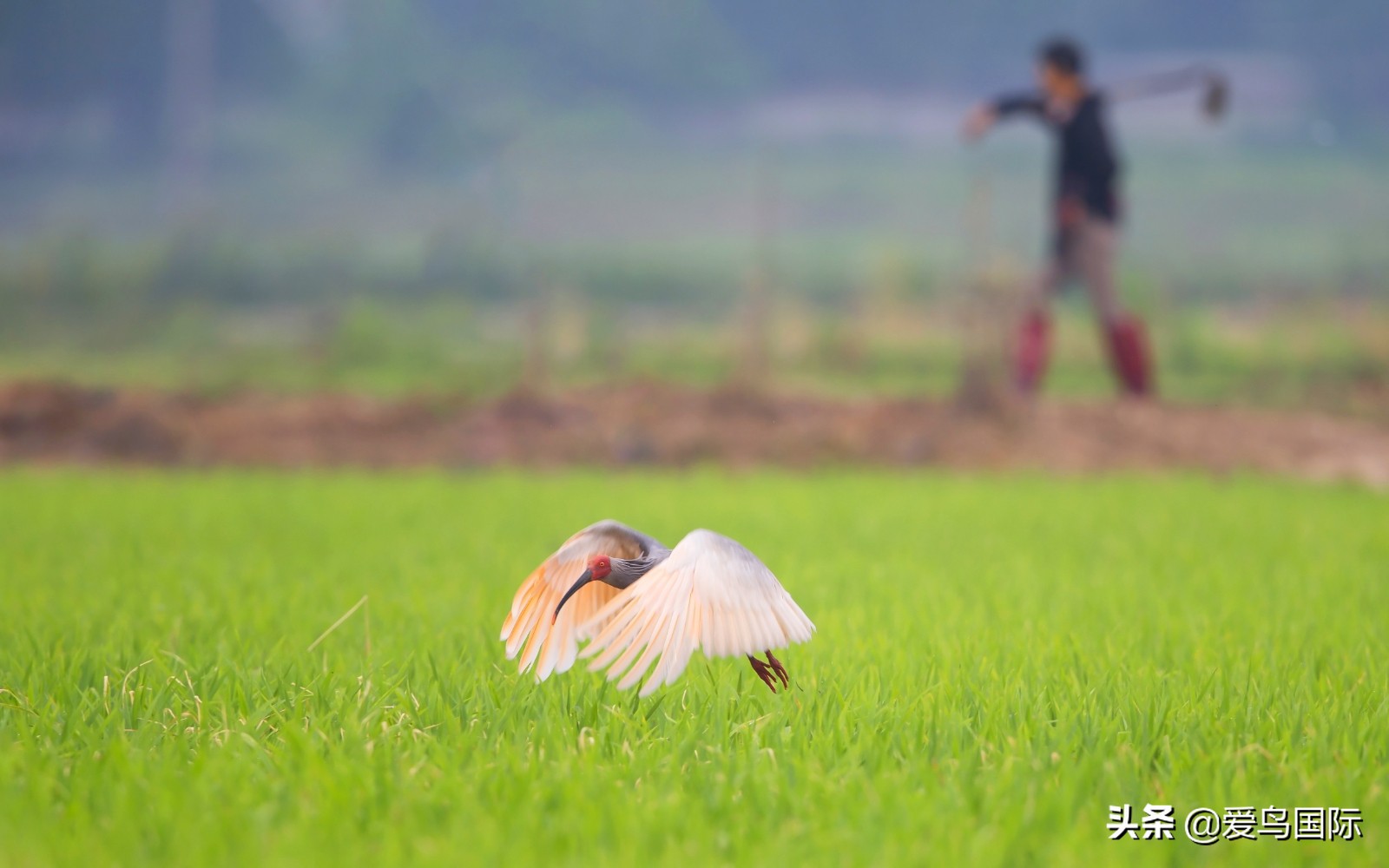 鸟类最好看的照片,100张绝美鸟类图片