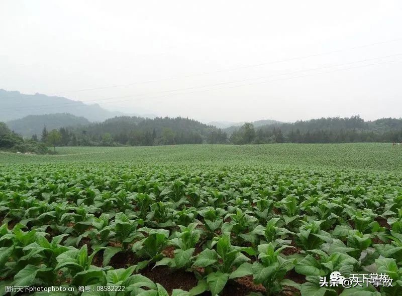 璧ゅ嘲璁板繂鍥剧墖,璧ゅ嘲璁板繂鐩綍