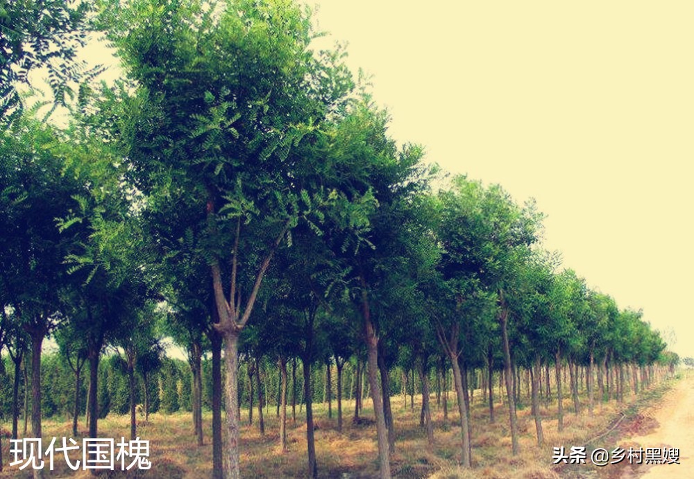 槐树是鬼树为什么还定为国槐,槐树叫鬼树是什么意思