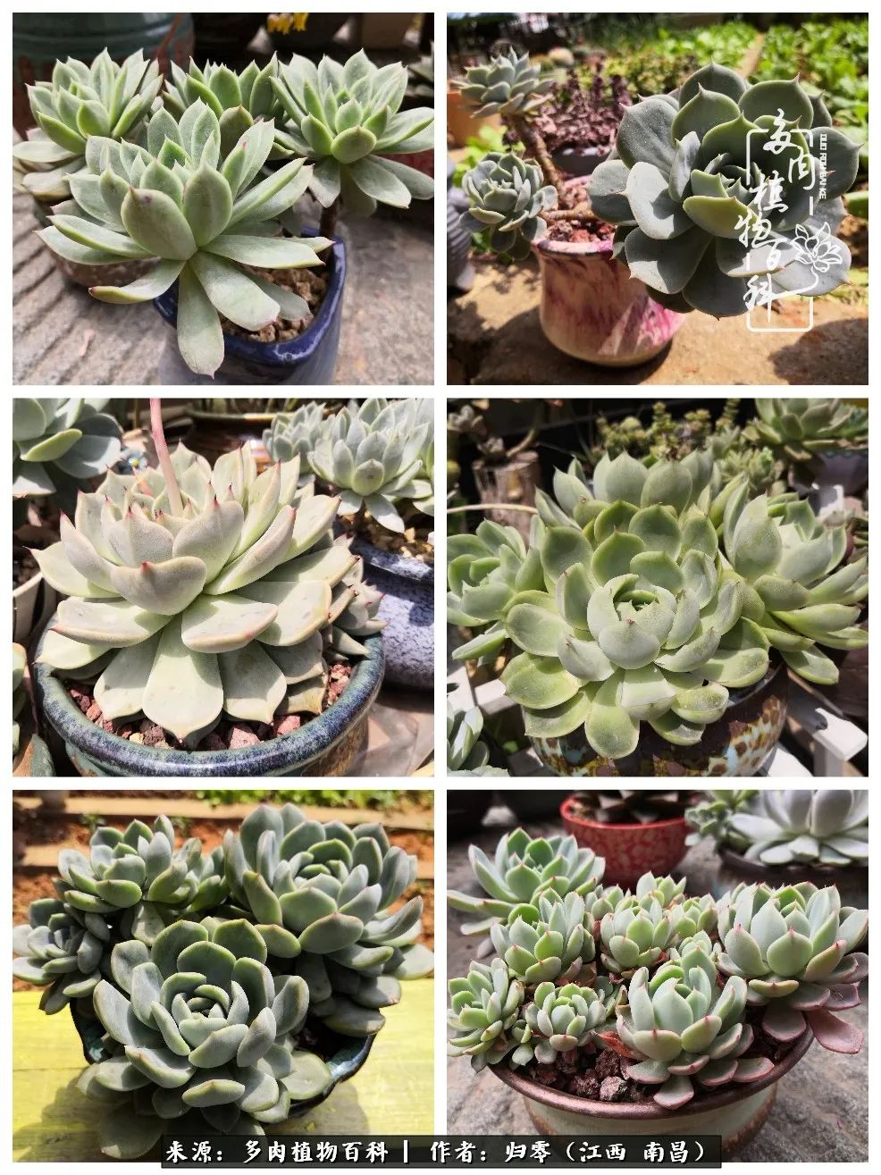 人生转个弯,在小院遇见落入凡间的多肉小精灵