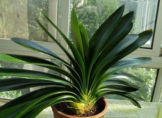 君子兰到底用什么土什么盆养好呢,想要养好君子兰先从土壤配置入手