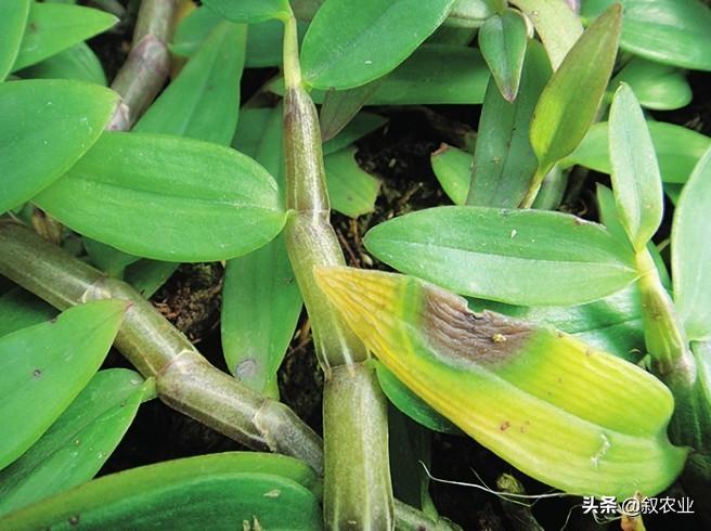 石斛根腐病是什么病害,兜唇石斛是啥意思