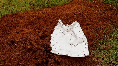 红火蚁出没村民被咬致休克,红火蚁入侵这里多人被咬伤