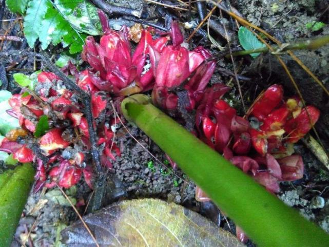 开花就不能吃了，味道酷似生姜，国内吃它的不多，常出口日本