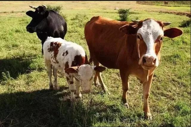 犊牛断奶后散养多久再拴养,散养犊牛怎么喂长得快