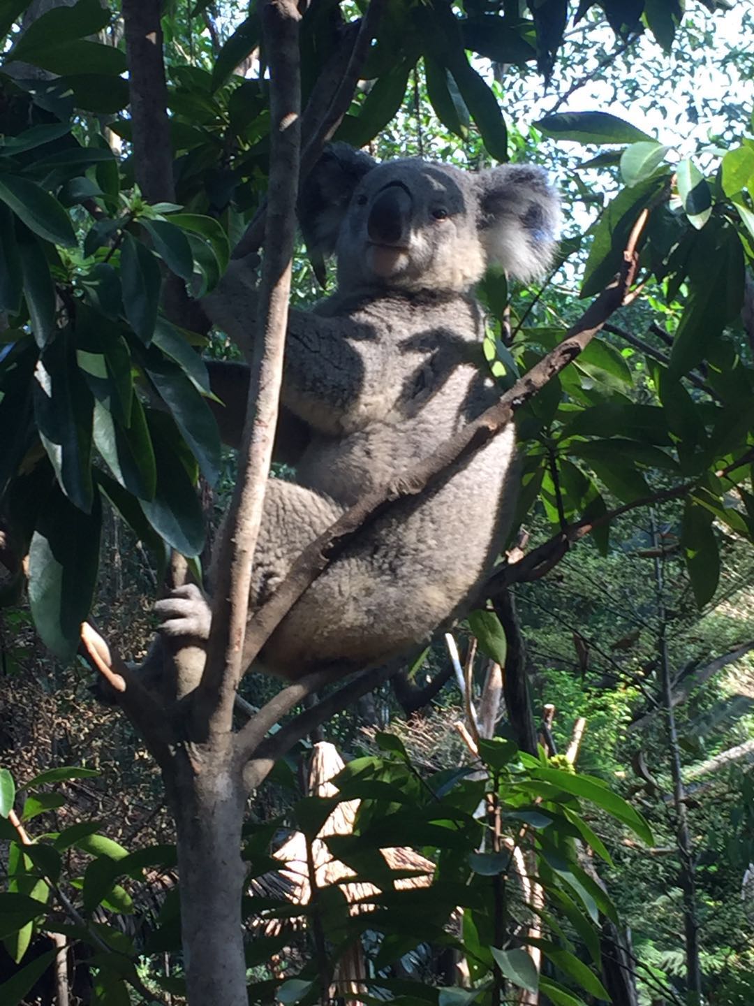 哪里有大熊猫动物园,国宝级大熊猫动物园