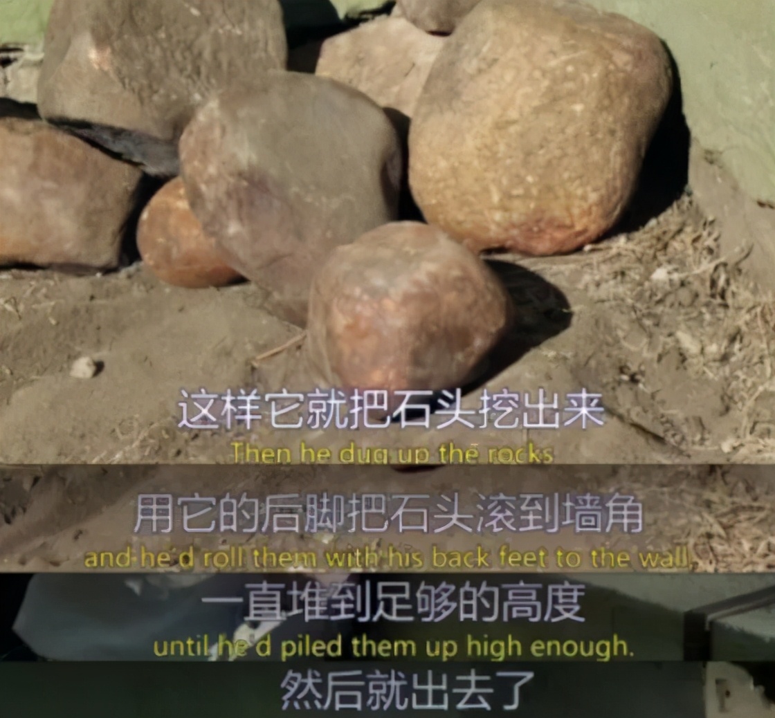 非洲大地最狂动物，动物园里连狮子毒蛇都有，偏偏没有它平头哥