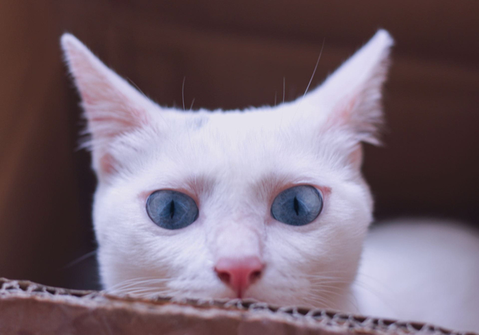 白毛蓝眼睛的猫咪是什么品种,白毛蓝眼睛的猫性格