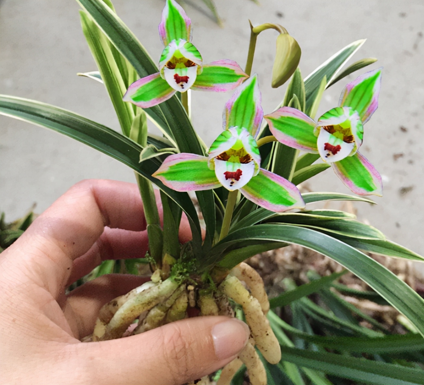 此兰火了30年，至今热度不减，一花双色，兰香浓郁，摆一盆很高雅