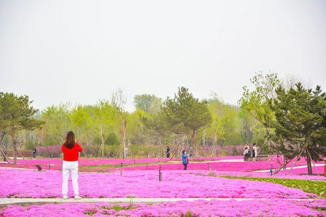 春意盎然北京五大公园,北京区级综合性公园