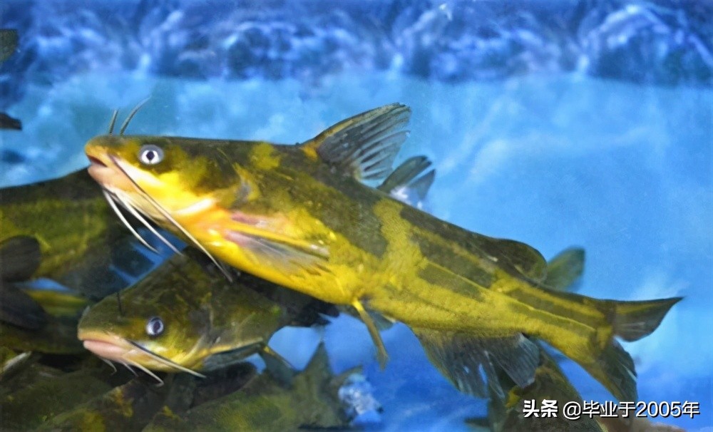 大连旅顺野钓淡水鱼的地方,大连近海常见鱼类图鉴